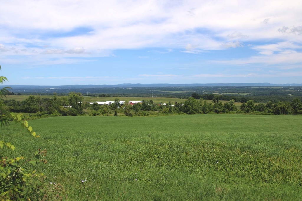 grass against a blue sky